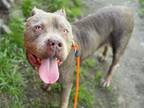 Adopt NYLA a Pit Bull Terrier