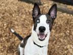 Adopt LILY a Border Collie, Mixed Breed
