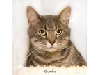 Adopt Gumbo a Gray, Blue or Silver Tabby Domestic Shorthair / Mixed cat in Hot
