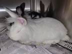 Adopt VASHTA NERADA a Lionhead