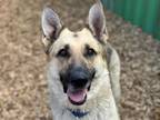 Adopt GRETCHEN a German Shepherd Dog, Mixed Breed