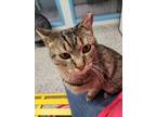 Adopt * Rory * a Domestic Shorthair / Mixed cat in Salt Lake City, UT (38761574)
