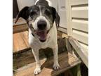 Adopt Elinor a Beagle / Labrador Retriever / Mixed dog in Rocky Mount