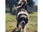 Adopt Brevet a Brown/Chocolate Border Collie / Australian Shepherd / Mixed dog