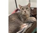 Adopt Plymouth a Domestic Shorthair / Mixed cat in Sheboygan, WI (38811288)