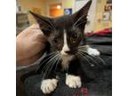 Adopt Soy Sauce a Domestic Shorthair / Mixed cat in Spring Hill, KS (38887324)