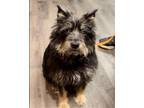 Adopt Gary a Black - with Tan, Yellow or Fawn Cairn Terrier / Mixed dog in