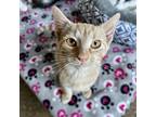 Adopt Tultex Gretna a Orange or Red Domestic Shorthair / Mixed cat in Mission