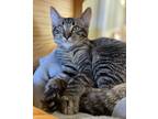Adopt Misha a Domestic Shorthair / Mixed cat in Monterey, CA (38850990)