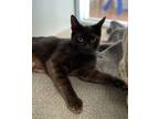 Adopt Sarah a Domestic Shorthair / Mixed cat in Monterey, CA (38755731)