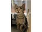 Adopt Jenny a Domestic Shorthair / Mixed cat in Monterey, CA (38755729)