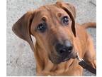 Adopt Lucy a Mastiff / Mixed dog in San Ramon, CA (38633418)
