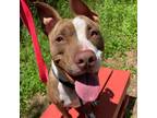 Adopt Arizona a Brown/Chocolate Boxer / Mixed dog in Chattanooga, TN (38656801)