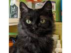 Adopt Fluffy a All Black Domestic Shorthair / Mixed cat in Shawnee