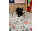 Adopt Tuesday a All Black Domestic Shorthair (short coat) cat in Parlier