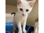 Adopt George Strait a White Domestic Shorthair / Mixed cat in Madison