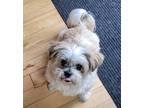 Adopt Buddy a White Shih Tzu / Mixed dog in Brights Grove, ON (38774113)