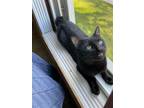 Adopt Naveen a All Black Domestic Shorthair / Mixed (short coat) cat in