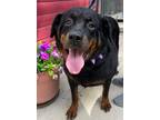 Adopt Milkshake a Rottweiler dog in Windsor, CO (38786036)