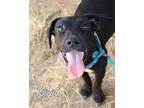 Adopt Olivia a Labrador Retriever / Mixed dog in Gautier, MS (38675949)