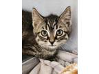 Adopt Earlgrey a Domestic Shorthair / Mixed cat in Dawson Creek, BC (38894440)