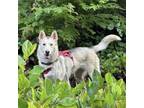 Adopt Bella - AVAILABLE a Husky