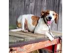 Adopt Flash a White - with Tan, Yellow or Fawn Hound (Unknown Type) / Mixed dog
