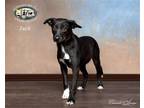 Adopt Jack a Black - with White Australian Cattle Dog / Australian Kelpie /