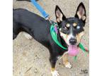 Adopt Devin a Tricolor (Tan/Brown & Black & White) Shepherd (Unknown Type) /