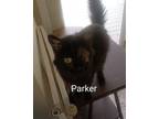 Adopt Parker a Domestic Longhair / Mixed (long coat) cat in Naugatuck