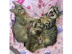 Adopt Cadde a Brown Tabby Domestic Shorthair / Mixed (short coat) cat in Los