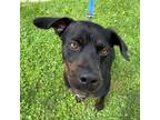 Adopt Tyson a Black Rottweiler / Mixed dog in Delaware, OH (38909835)