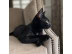 Adopt Scratte - In Foster a Domestic Shorthair / Mixed cat in Birdsboro
