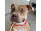 Adopt Ace a Tan/Yellow/Fawn Pit Bull Terrier / Mixed dog in Woodland