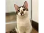 Adopt Ella a White Domestic Shorthair / Mixed cat in New York, NY (38633043)