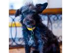 Adopt Brandi a Black Wirehaired Fox Terrier / Mixed dog in Houston