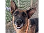Adopt Peach a Brown/Chocolate - with Black German Shepherd Dog / Mixed dog in
