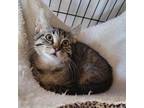 Adopt Sean Penn a Tan or Fawn Domestic Shorthair / Mixed cat in Fredericksburg
