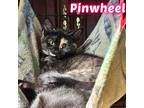Adopt Pinwheel a Tortoiseshell Domestic Shorthair / Mixed (short coat) cat in