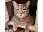 Adopt Delilah a Gray or Blue Domestic Shorthair / Mixed cat in Fairport