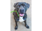 Adopt Big Baby a Gray/Blue/Silver/Salt & Pepper Mixed Breed (Large) / Mixed dog