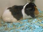 Adopt JASON a Guinea Pig (medium coat) small animal in Tustin, CA (38749857)