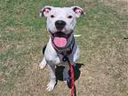 Adopt SAPPHIRE a Black Pit Bull Terrier / Mixed dog in Tustin, CA (38745895)