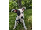 Adopt Elmer a White - with Black Terrier (Unknown Type, Medium) / Mixed dog in