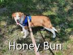 Adopt Honey Bun a Brown/Chocolate - with White Mountain Cur / Mixed dog in