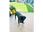 Adopt Apollo a Black - with White Mixed Breed (Medium) / Mixed dog in Fort