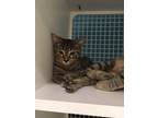 Adopt Jack a Brown Tabby Domestic Shorthair / Mixed (short coat) cat in Land O