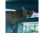 Adopt Morris a Orange or Red Domestic Shorthair / Mixed cat in Yucaipa
