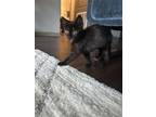 Adopt Luna a Black (Mostly) Manx / Mixed (medium coat) cat in Naples