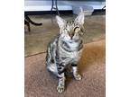 Adopt Pinch a Brown or Chocolate Domestic Shorthair / Domestic Shorthair / Mixed